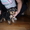 Прелестные щенки йоркширского терьера - Изображение #3, Объявление #105961