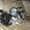 Котята породы шотландская вислоухая  - Изображение #1, Объявление #131363