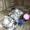 Котята породы шотландская вислоухая  - Изображение #2, Объявление #131363