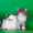 котята - персы и экзоты - Изображение #1, Объявление #257561