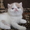 котята - персы и экзоты - Изображение #2, Объявление #257561