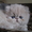 котята - персы и экзоты - Изображение #3, Объявление #257561