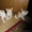 Красивые,  умные котята ждут хозяев! #349217