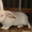 Крупные кролики - Изображение #1, Объявление #460422