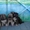 Красивые щенки Кавказской овчарки - Изображение #1, Объявление #623515
