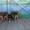 Красивые щенки Кавказской овчарки - Изображение #4, Объявление #623515