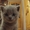 Котята Британской породу ждут своих хозяев - Изображение #1, Объявление #695296