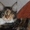 Котят породы майн-кун - Изображение #2, Объявление #967727