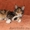 Котят породы майн-кун - Изображение #3, Объявление #967727