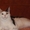 Котят породы майн-кун - Изображение #5, Объявление #967727