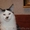 Котят породы майн-кун - Изображение #6, Объявление #967727