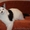 Котят породы майн-кун - Изображение #7, Объявление #967727