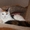 Котят породы майн-кун - Изображение #9, Объявление #967727