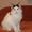 Котят породы майн-кун - Изображение #8, Объявление #967727