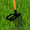 Чудо-лопаты для садоводов - Изображение #4, Объявление #1080990