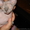 продам котенка (девочка) Канадский Сфинкс - Изображение #4, Объявление #1466533