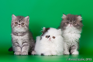 котята - персы и экзоты - Изображение #1, Объявление #257561
