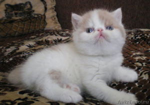 котята - персы и экзоты - Изображение #2, Объявление #257561