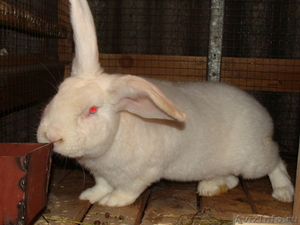 Крупные кролики - Изображение #1, Объявление #460422