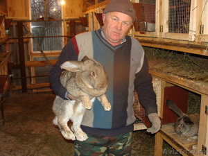 Крупные кролики - Изображение #3, Объявление #460422