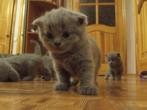 Котята Британской породу ждут своих хозяев - Изображение #2, Объявление #695296