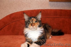 Котят породы майн-кун - Изображение #1, Объявление #967727