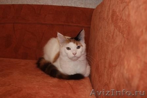 Котят породы майн-кун - Изображение #4, Объявление #967727